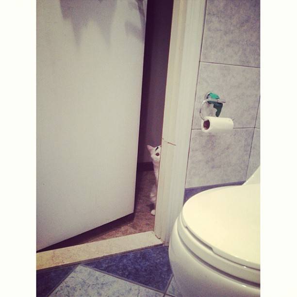 Γάτα με φρύδια