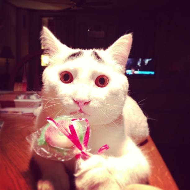 Γάτα με φρύδια