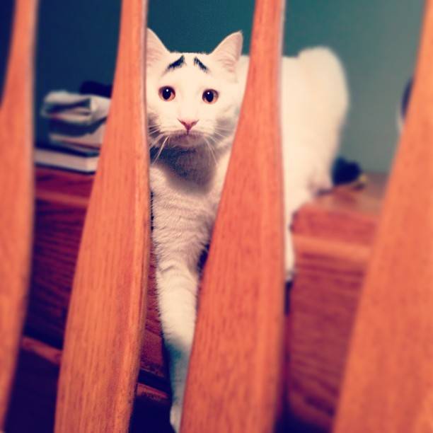 Γάτα με φρύδια