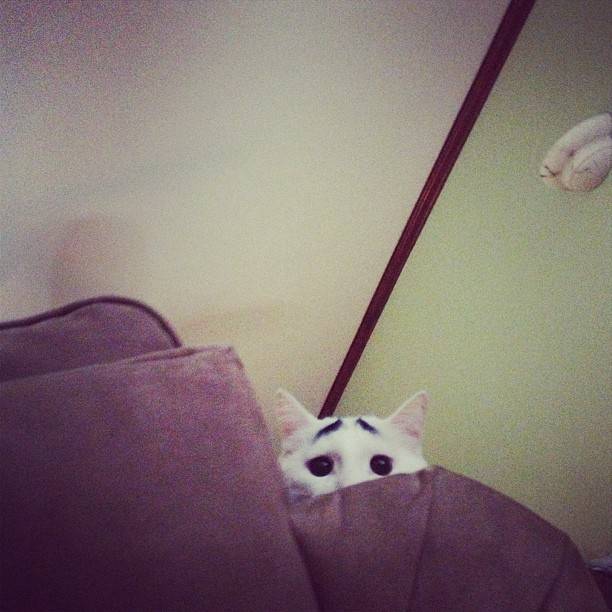 Γάτα με φρύδια