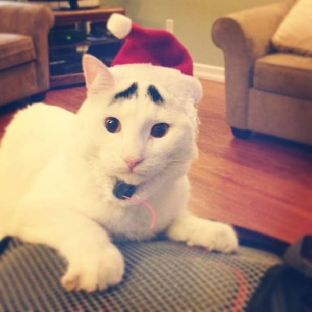 Γάτα με φρύδια