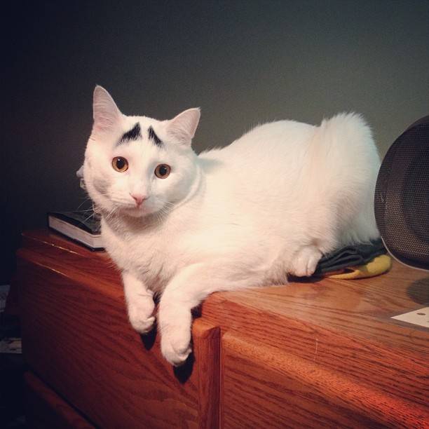 Γάτα με φρύδια