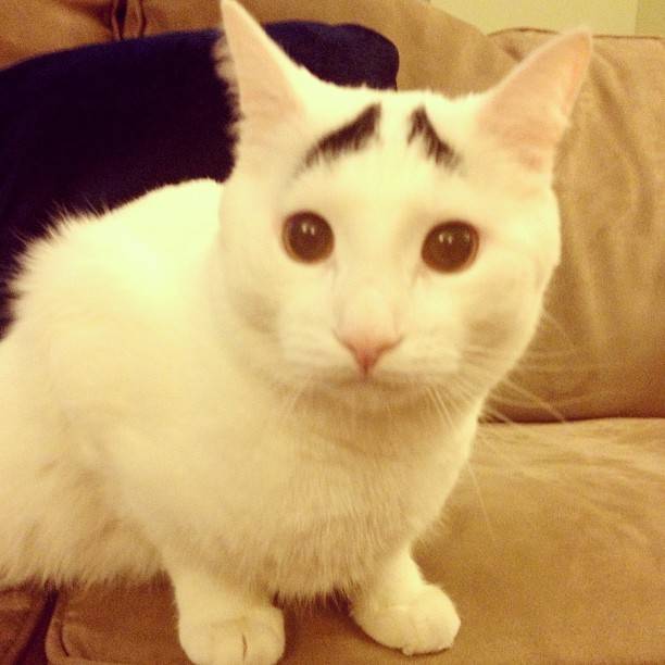 Γάτα με φρύδια