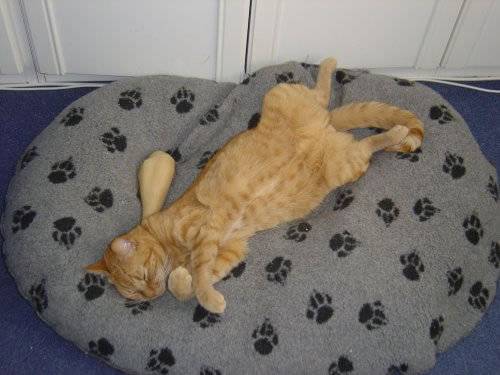 κλεμμενα σκυλο κρεβατια