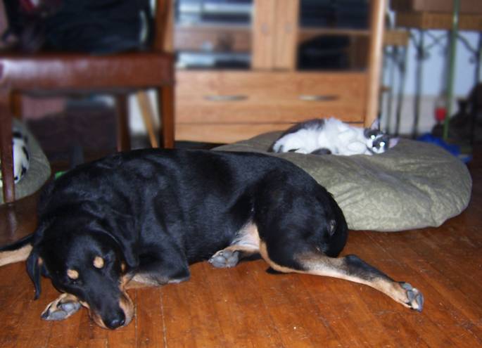 κλεμμενα σκυλο κρεβατια