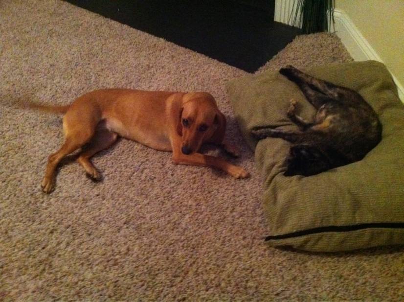 κλεμμενα σκυλο κρεβατια