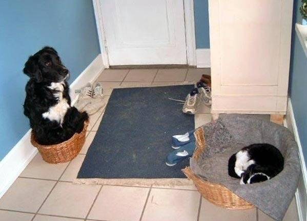 κλεμμενα σκυλο κρεβατια