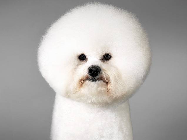 Σκυλια με υπέροχα μαλλια