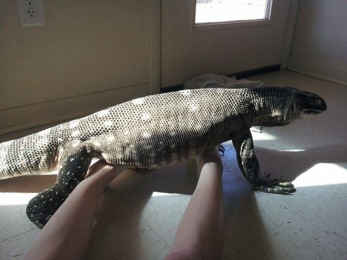 Comodo Dragon στο σπίτι; 