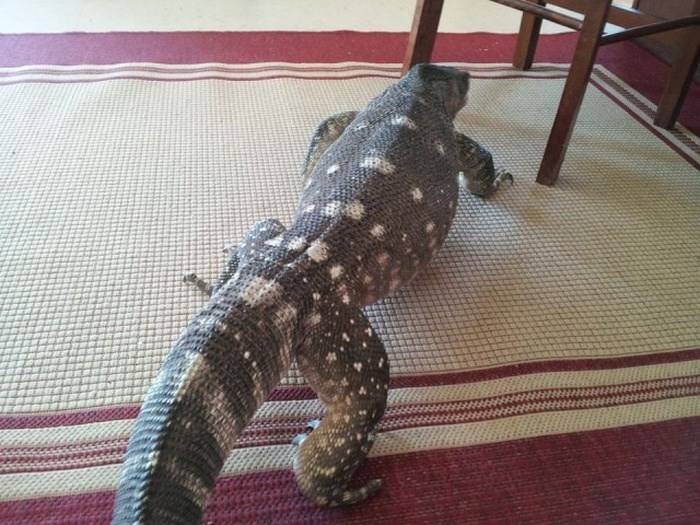 Comodo Dragon στο σπίτι; 