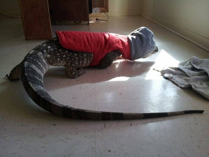 Comodo Dragon στο σπίτι; 