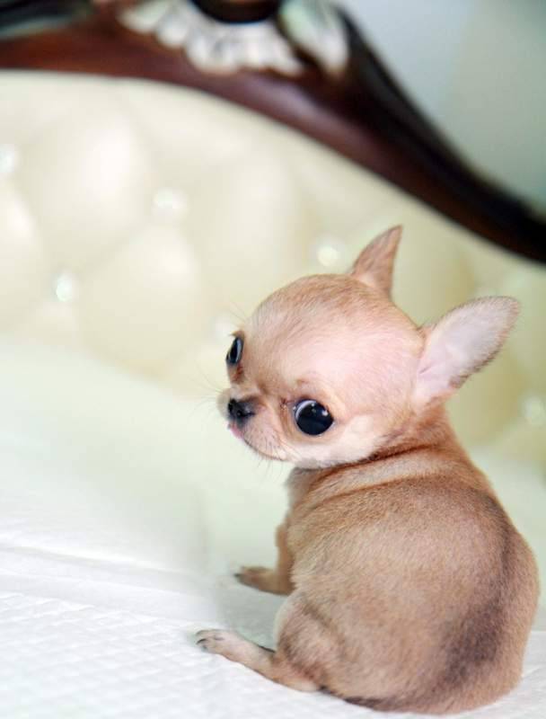 micro teacup chihuahua