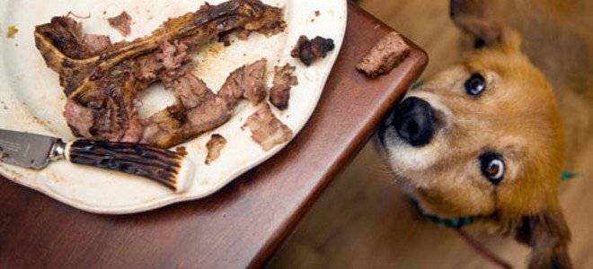 Τι δεν πρέπει να τρώει ο σκύλος σας