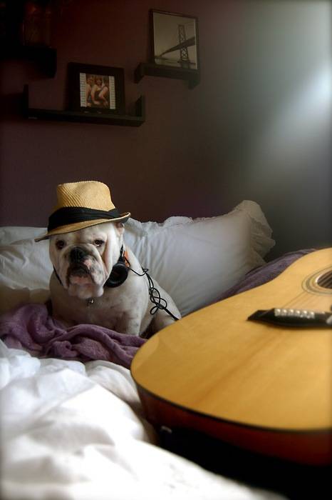 Hipster Puppies