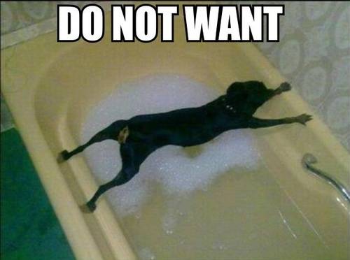 αστεία σκυλιά