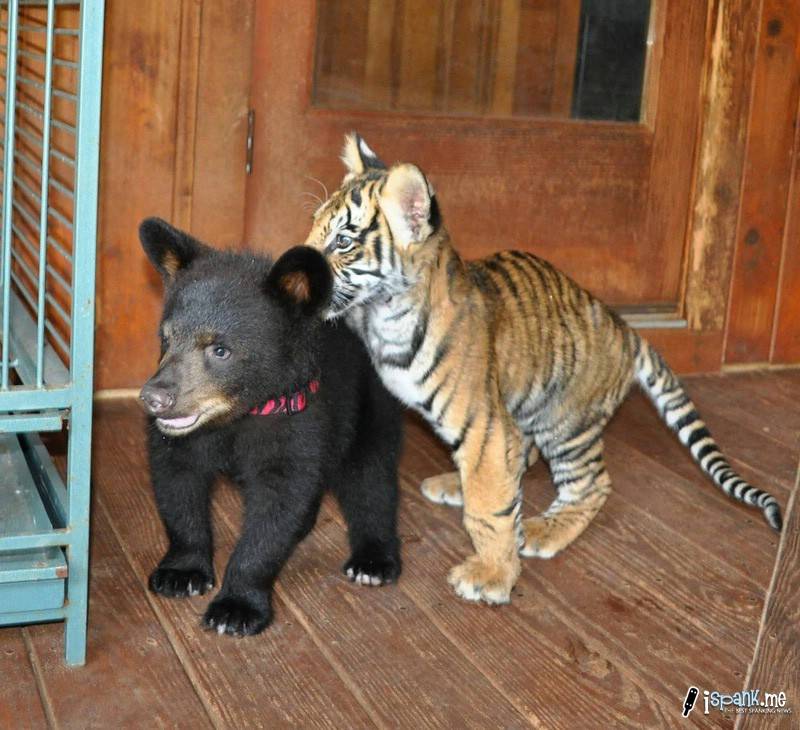 φιλοι για παντα