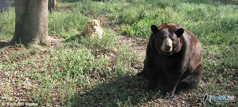 φιλοι για παντα