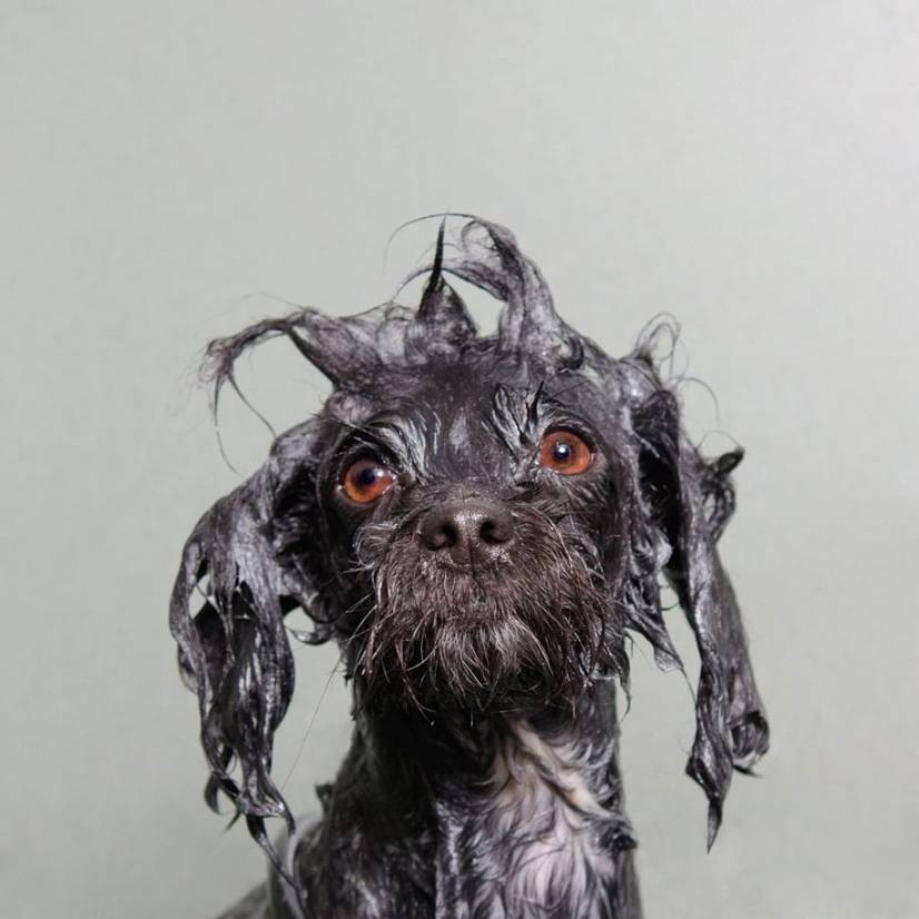 Funny wet dog pics 