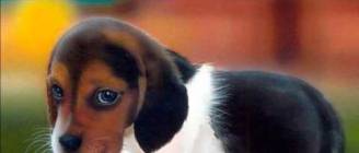 Top 10 Best Pet Dogs