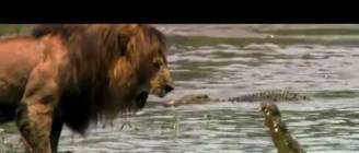 Lion Intimidates Crocodile
