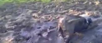 Maggie the staffie getting a beauty treatment - by Lea Juhl Knudsen