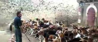 How To Feed 100 Dogs At Once Video