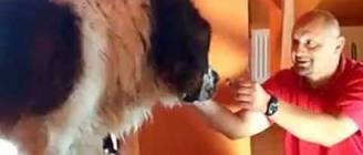 St. Bernard Too Scared For Stairs