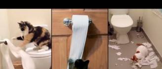 Cats VS Toilet Paper | Funny Cats VS Toilet Paper Compilation