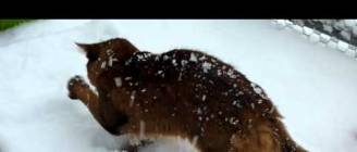 Muffin - The Somali Cat - ... and a great deal of snow