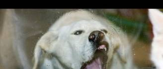 Weird and crazy dogs - Funny dog compilation