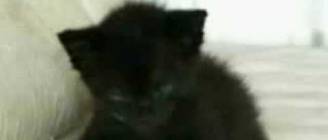 THE BEST CAT VIDEO YOU'LL EVER SEE