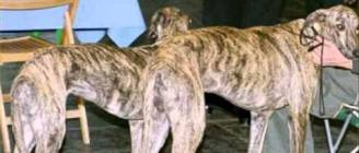 Ancient  Dog Breeds BY VAGOS