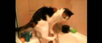 Cat + Curiosity + Bathroom (Кошка + Любопытство + Ванна)