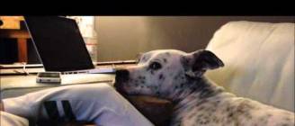 Pit Bull Insomnia