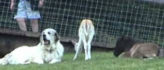 BABY MINIATURE HORSE, FALLOW DEER, COUGAR & TURKEY