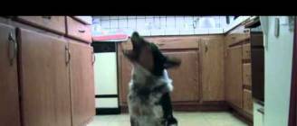 Just Jumpy the dog