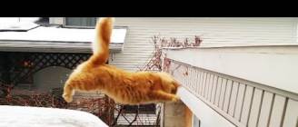 Waffles The Terrible - Cat Fails Jump From Snow-Covered Car (HD)