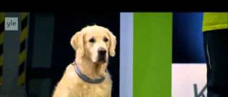 Hilarious Golden Retriever Really Wants To Race But.. First Things First.