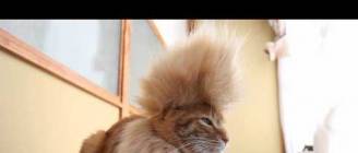 モヒカン　Mohawk cat