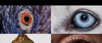 Watch: How Animals and People See the World Differently
