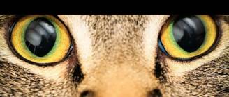 How Animals See The World