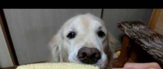 幻の真珠とうもろこし