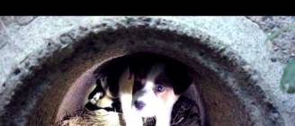 Abandoned Dogs: A Message For All Humanity