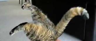 Cat Compilation - All☆Star Cats