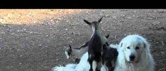 Great Pyrenees Guardian Dog with Alpine Goats