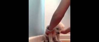 Cute Puppy Falls Asleep During Training