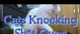 Cats knocking shit over