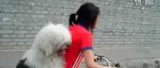 Cute and Lovely Dog on Bicycle