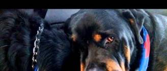 Crying Rottweiler Grieves For Dead Brother. Animals Do Have Emotions