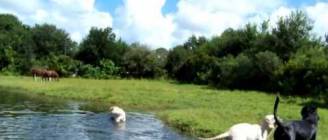 Pit Bull Petey swimming with Lab puppies {His first time swimming}